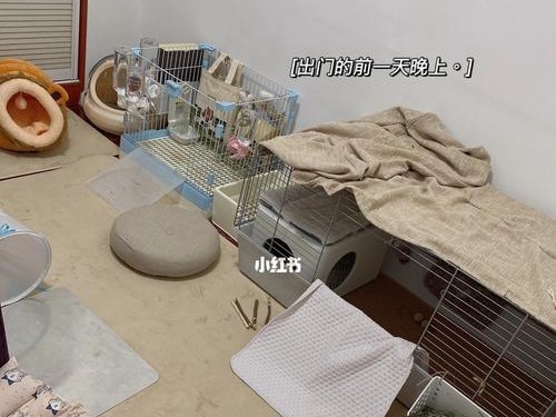 独自在家（如何在独自在家的情况下玩转最后游戏？）