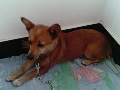 狐狸单挑土狗出装攻略（狐狸在野区单挑土狗的最佳装备选择与策略）