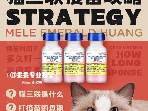 《养猫抗疫情游戏攻略——与猫咪共度隔离时光》（通过游戏与猫咪互动，让疫情时期的居家生活更有趣）
