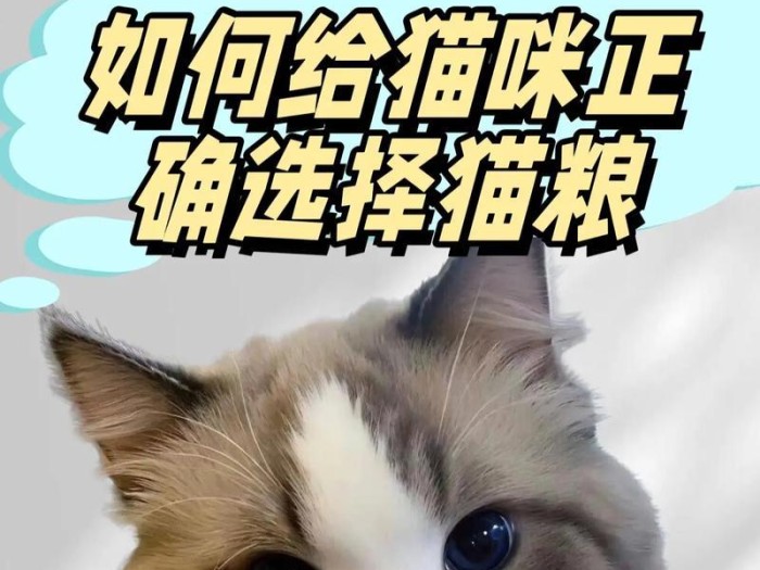 如何选择适合的猫粮？（全面攻略，了解选择猫粮的技巧）
